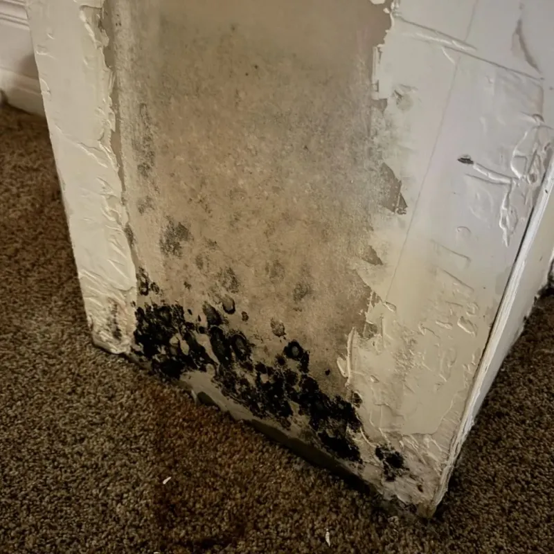 Professional Mold Removal in Derry, PA